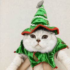 a white cat wearing a green christmas hat