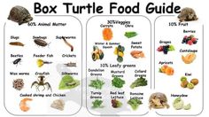 the box turtle food guide is shown here