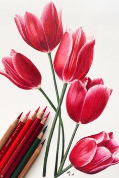 A detailed drawing of vibrant red tulips created with professional colored pencils. Pencil Colour Drawing Flower, Colored Pencil Drawing Tutorial, Pencil Drawings Of Flowers, Prismacolor Art, Colored Pencil Artwork, Flower Art Drawing, Colored Pencil Drawing