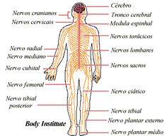 diagram of the human body with labels