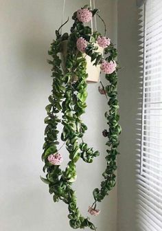 Hoya Carnosa Compacta is well known for its waxy star-shaped flowersIt also has green-colored and curly leavesmaking it a beautiful décor for your home. Hoya Carnosa Compacta, Hindu Rope Plant, Hoya Plant, Plant Goals, Hoya Carnosa, Home Decor Painting, Home Decor Minimalist, Home Decor Crafts