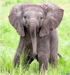 an elephant is standing in the grass with it's trunk up to its chest