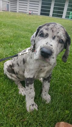 a dog that is sitting in the grass with a leash on it's neck