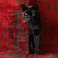 a black cat standing in front of a red wall with ornate designs on it's walls