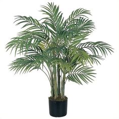 a plant in a black pot on a white background