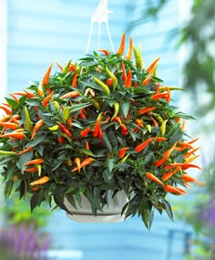 a hanging potted plant with orange and green peppers in it's centerpiece