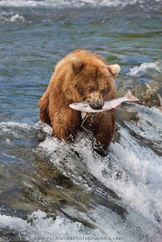 a brown bear holding a fish in its mouth