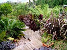 a wooden walkway surrounded by lots of plants