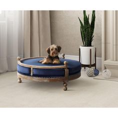 a small dog sitting on top of a blue round bed in front of a potted plant