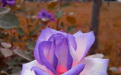 a purple and white rose is blooming in the garden