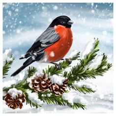 Bullfinch on a Snowy Pine Cocktail Napkin available at American Swedish Institute. Winter Christmas Scenes, Watercolor Paintings For Beginners, Cute Christmas Wallpaper, Cocktail Napkin, Bullfinch, Winter Bird, Christmas Bird, Winter Painting