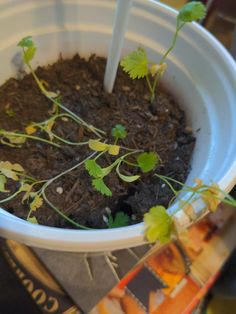 a white bowl filled with dirt and plants