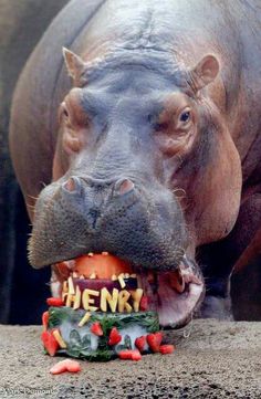 a hippopotamus with its mouth open and tongue out, holding an item in it's mouth