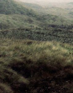 two sheep standing on top of a lush green hillside