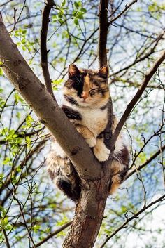 a cat sitting on top of a tree branch