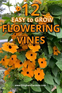 flowers growing in the garden with text overlay that reads 12 easy to grow flowering vines