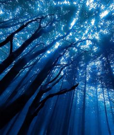 the sun shines through the trees on a foggy day in a forest filled with blue