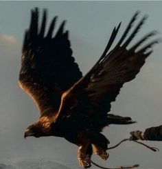 an eagle is flying in the air with it's wings spread out and its talon extended