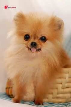 a small brown dog sitting in a basket