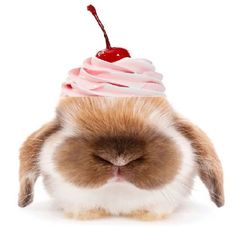 a small brown and white rabbit with a cupcake on top of it's head