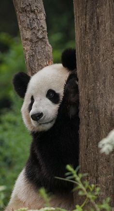 a black and white panda bear leaning up against a tree