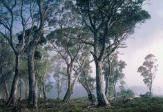 the trees are standing tall in the foggy forest