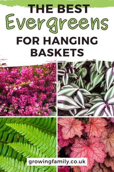 the best evergreens for hanging baskets with text overlay that reads,'the best evergreens for hanging baskets '