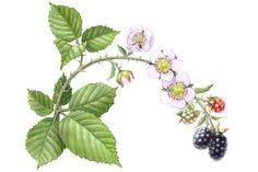 a painting of berries and leaves on a branch with ladybugs in the background