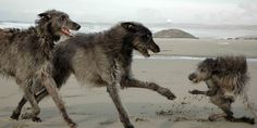 two dogs playing on the beach with each other