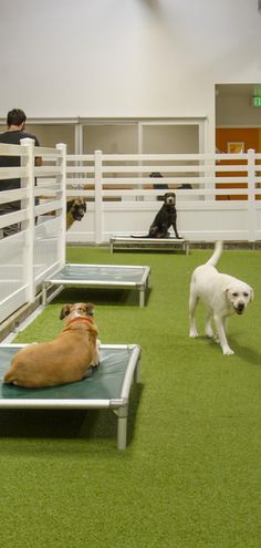 several dogs are sitting on cots in the middle of a dog show room with white fences and green carpet