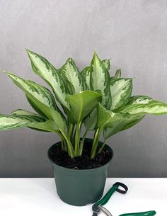 Aglaonema Silver Bay - Plant Proper - 6" Pot Amazing Plants, Tropical Flower Plants, Silver Leaves, Yellow Leaves, Reference Photos, Tropical Flowers, Plant Lover, Silver Leaf