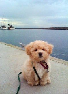 a small dog sitting on top of a sidewalk next to the ocean