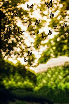 a group of butterflies flying in the air over grass and trees with sunlight shining through them