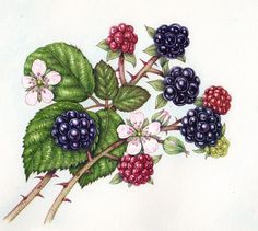 a drawing of berries and leaves on a branch