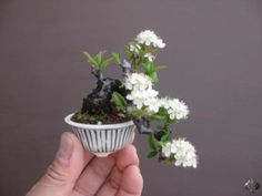 small white flowers in a tiny cup held by a person's hand, against a gray background