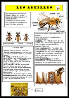 a page with pictures of bees and their names