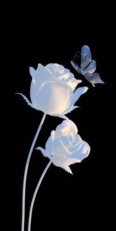 two white roses and a butterfly on a black background