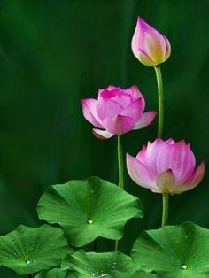 three pink lotus flowers with green leaves in the background