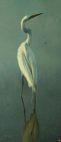 a large white bird standing on top of a body of water