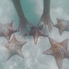 five starfishs in the water with their hands reaching for them