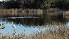 a white bird standing on top of a lake next to tall grass