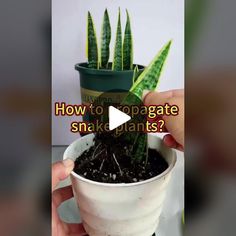 a person holding a potted plant with the words how to propagate snake plants?