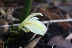 a white flower that is growing out of the ground