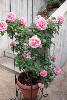 Climbing rose in a vase ideas Climbing Rose Ideas, Patio Roses, Garden Journal Template, White Climbing Roses, Rose Ideas, Container Roses, Rose Plant Care, Creative Garden Decor, Rose Garden Design