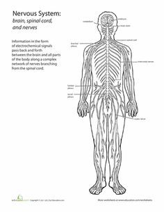 the nervous system worksheet with labels and diagrams for students to use in their classroom