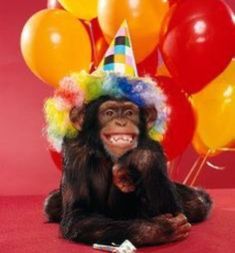 a monkey wearing a party hat with balloons in the background that says, what? your birthday