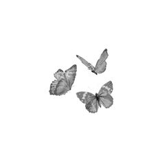 three butterflies flying in the air on a white background