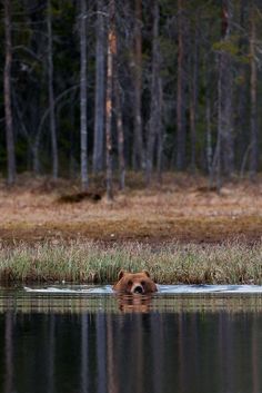 a bear is swimming in the water near some grass and trees with its head above the water's surface