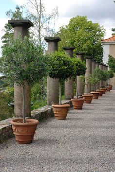 there are many potted trees lined up along the wall