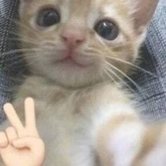 an orange cat with two fingers up in front of it's face, making the peace sign